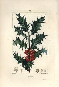 Agrifoglio, Ilex aquifolium, con foglie spinose e bacche rosse da Pierre Jean Francois Turpin
