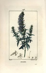 Issopo officinale - Issopo, Hyssopus officinalis. Incisione a puntasecca colorata a mano di Lambert Junior da un disegno di Pierre Jean-Francois Turpin da 