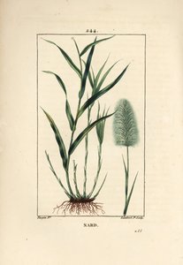 Nardo indiano, spicanardo - Spikenard, Andropogon nardus, con foglia, radice e fiore da Pierre Jean Francois Turpin