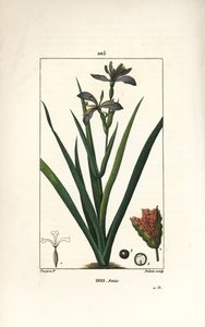 Iris fetido - Iris fetido, Iris foetida, con fiore, foglia e baccello. Incisione a puntasecca colorata a mano di Dubois da un disegno di Pierre Jean-Francois Turpin da 