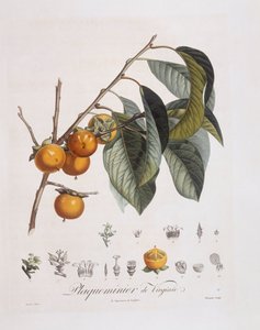 Cachi giapponese (Diospyros kaki), tavola botanica di Pierre Jean Francois Turpin da Pierre Jean Francois Turpin