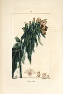 Giusquiamo - Giusquiamo velenoso, Hyoscyamus vulgaris, fiore, foglia e seme. Incisione a puntasecca colorata a mano di Lambert Junior da un disegno di Pierre Jean-Francois Turpin da 