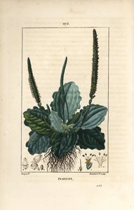 Piantaggine maggiore, Plantago major, con foglia, fiore e radici da Pierre Jean Francois Turpin