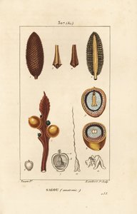 Grande ramo o grandi semi di cycas - Cycas circinalis, mostrando seme e sezione. Incisione a puntasecca colorata a mano di Lambert Junior da un disegno di Pierre Jean-Francois Turpin da Pierre Jean Francois Turpin