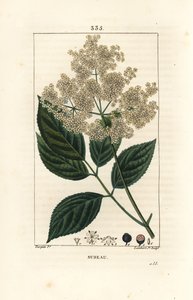 Sambuco nero - Sambucus nigra. Incisione a puntasecca colorata a mano di Lambert Junior da un disegno di Pierre Jean-Francois Turpin da Pierre Jean Francois Turpin