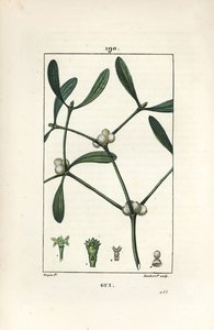 Vischio da Pierre Jean Francois Turpin
