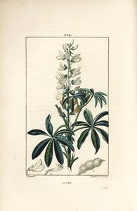 Lupino - Lupino bianco, Lupinus sativus da Pierre Jean Francois Turpin