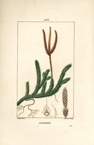 Lycopod officinal o erba con mazze - Muschio comune, Lycopodium clavatum da Pierre Jean Francois Turpin