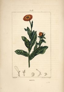 Calendula, Calendula officinalis, con fiore, foglia e stelo da Pierre Jean Francois Turpin