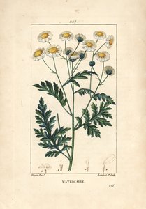 Matricaria - Matricaria vulgaris da Pierre Jean Francois Turpin
