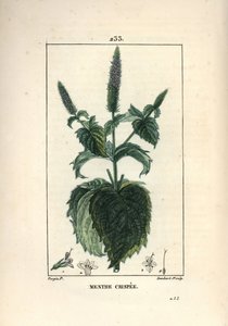 Menta crispa, Mentha crispa da Pierre Jean Francois Turpin