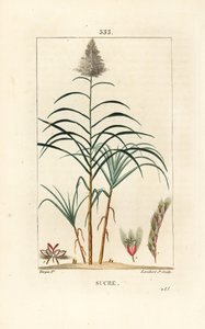 Canna nobile - Canna da zucchero da Pierre Jean Francois Turpin