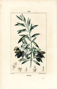 Olivier - Ulivo, Olea europaea, con foglia, ramo, frutto e seme. Incisione a puntasecca colorata a mano di Lambert Junior da un disegno di Pierre Jean-Francois Turpin da Chaumeton, Poiret e Chamberet