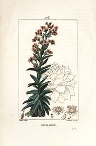 Orpin - Borracina maggiore, Sedum majus