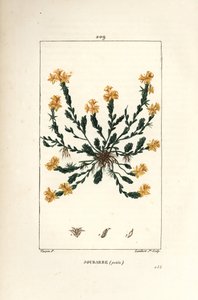 Orpin acre - Borracina dorata, Sedum acre da Pierre Jean Francois Turpin