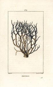 Orseille o porpora francese (lichene)