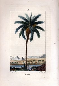 Palma da datteri, Phoenix dactylifera, con frutto e foglie su sfondo di piramidi e fiume da Pierre Jean Francois Turpin