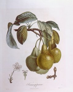 Pere, Henry Louis Duhamel du Monceau, tavola botanica da Pierre Jean Francois Turpin