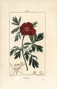 Peonia officinale da Pierre Jean Francois Turpin
