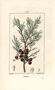 Ginepro fenicio, Juniperus phoenicea
