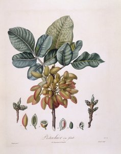 Pistacchio (Pistacia vera), tavola botanica di Pierre Jean Francois Turpin da Pierre Jean Francois Turpin