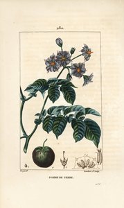 Patata da Pierre Jean Francois Turpin