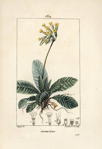 Primula officinale da Pierre Jean Francois Turpin