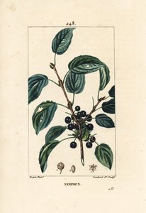 Spino cervino purgativo, Spino cervino catartico o spino cervino officinale - Spino cervino purgante, Rhamnus cathartica