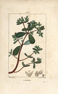 Portulaca oleracea, con foglia, stelo e fiore. Incisione a puntasecca colorata a mano di Lambert Junior da un disegno di Pierre Jean-Francois Turpin da 