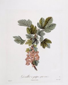Ribes rosso (Ribes rubrum), tavola botanica di Pierre Jean Francois Turpin da Pierre Jean Francois Turpin