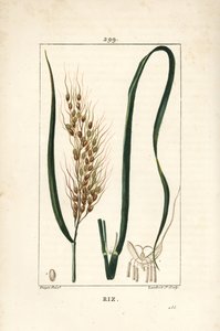 Riso - Riso, Oryza sativa, con foglia, seme e stelo. Incisione a puntasecca colorata a mano di Lambert Junior da un disegno di Pierre Jean-Francois Turpin da Chaumeton, Poiret e Chamberet