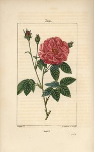 Rosa di Francia o Rosa di Provins da Pierre Jean Francois Turpin
