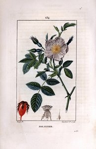 Ramo di rosa canina con bacca e rosa da Pierre Jean Francois Turpin