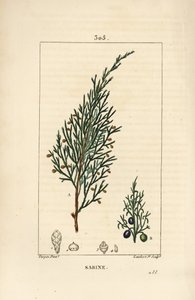 Ginepro sabino, Juniperus sabina, con bacca, foglia, stelo e seme. Incisione a puntasecca colorata a mano di Lambert Junior da un disegno di Pierre Jean-Francois Turpin da Chaumeton, Poiret e Chamberet
