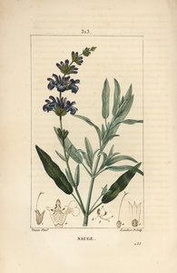Salvia officinale da Pierre Jean Francois Turpin