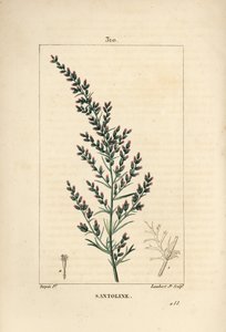 Assenzio varieta - Artemisia santonicum da Pierre Jean Francois Turpin