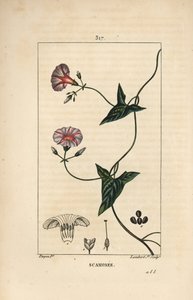 Scammonea - Convolvulus scammonia da Pierre Jean Francois Turpin