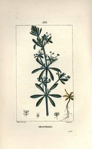 Scratteron o rieble, grateron, lingua graffiante, gaille da Pierre Jean Francois Turpin