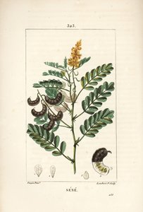 Sena - Senna alessandrina, con fiore, foglia, stelo e seme da Pierre Jean Francois Turpin