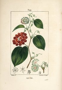 Varietà di Smilax - Smilax cinese, con fiore, viticcio, foglia e frutto