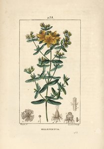 Iperico, Iperico perforato, Hypericum perforatum da Pierre Jean Francois Turpin