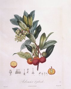 Corbezzolo (Arbutus unedo), tavola botanica di Pierre Jean Francois Turpin