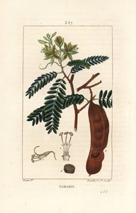 Tamarindo, Tamarindus indica, mostrando fiore, foglia e baccello. Incisione a puntasecca colorata a mano di Lambert Junior da un disegno di Pierre Jean-Francois Turpin da Pierre Jean Francois Turpin