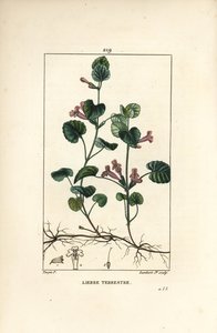 Edera terrestre - Edera terrestre, Hedera terrestris da Pierre Jean Francois Turpin