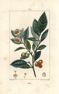 Theier - Tè, Camellia sinensis, con foglia, frutto e fiore da Pierre Jean Francois Turpin