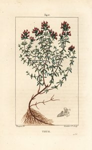 Timo, Thymus vulgaris da Pierre Jean Francois Turpin