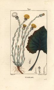 Tussilago o piede d
