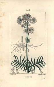 Valeriana delle colline o Valeriana con piccole foglie - Valeriana, Valeriana officinalis, con fiore, foglia, stelo e radice. Incisione a puntasecca colorata a mano di Lambert Junior da un disegno di Pierre Jean-Francois Turpin da Pierre Jean Francois Turpin