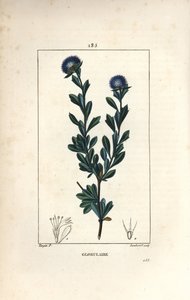 Varietà di globularia - Globularia fruticosa a tre denti da Pierre Jean Francois Turpin