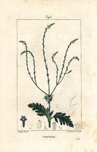 Verbena o Erba Sacra, Vena di Venere o Erba delle Streghe - Verbena officinalis da Pierre Jean Francois Turpin
